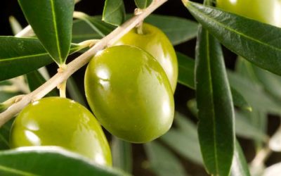 El aceite de oliva y el oleoturismo